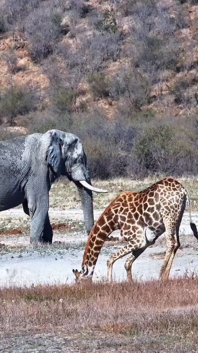 Elephant watches giraffe escape croc attack