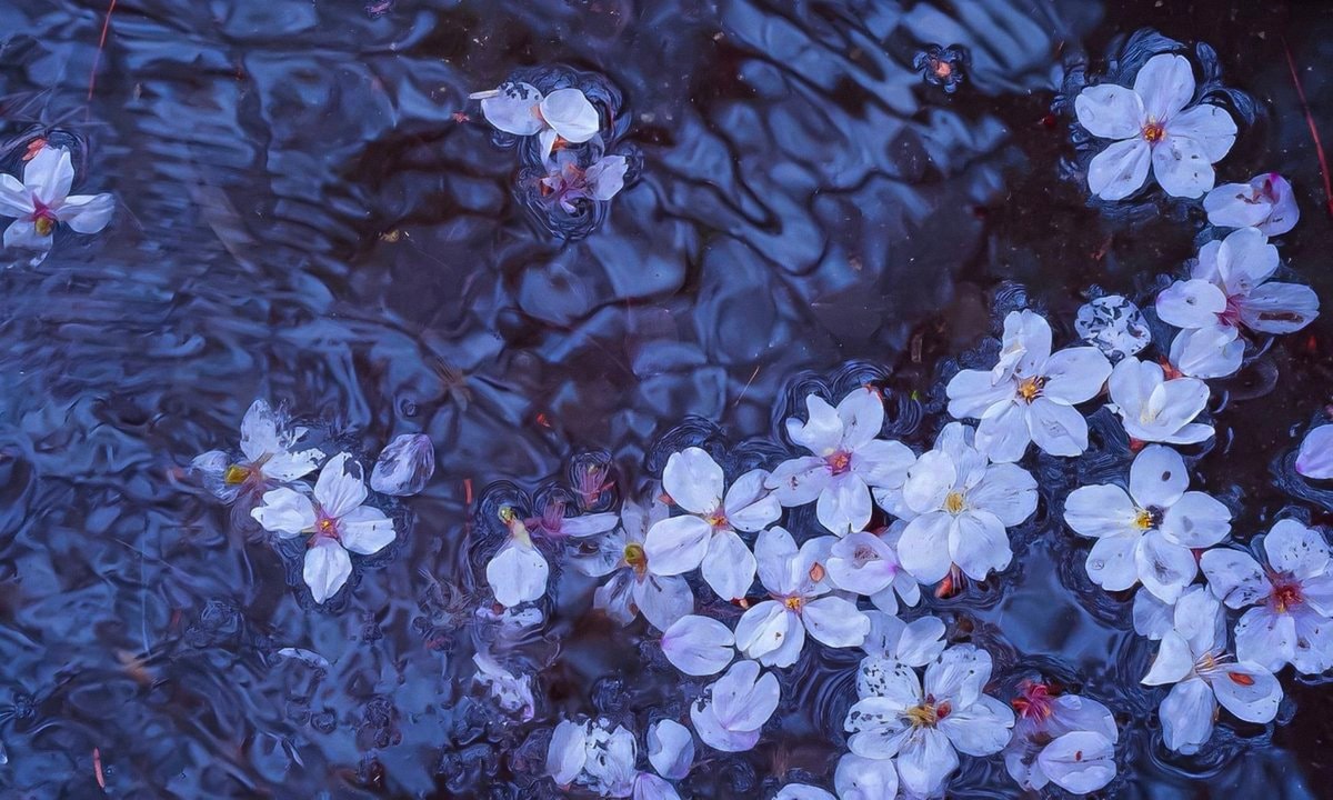 cherry blossoms on water (photo 3 of 4)