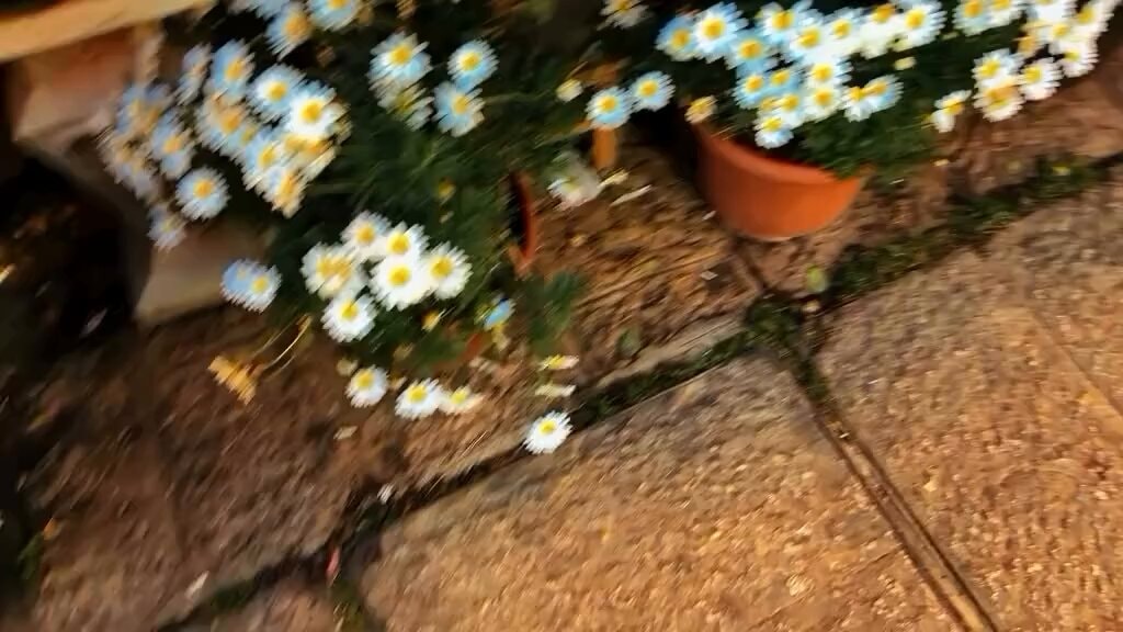 daisies in terracotta pot