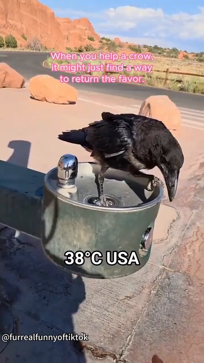 crow drinking at fountain