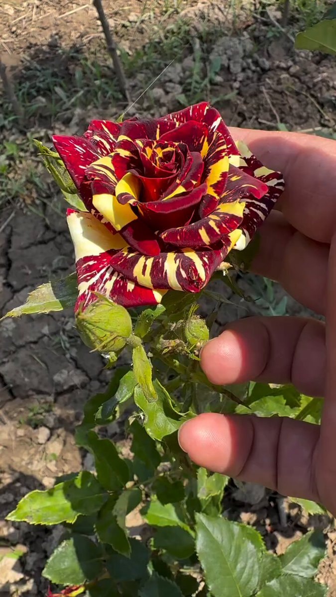 Abracadabra rose Tiger rose