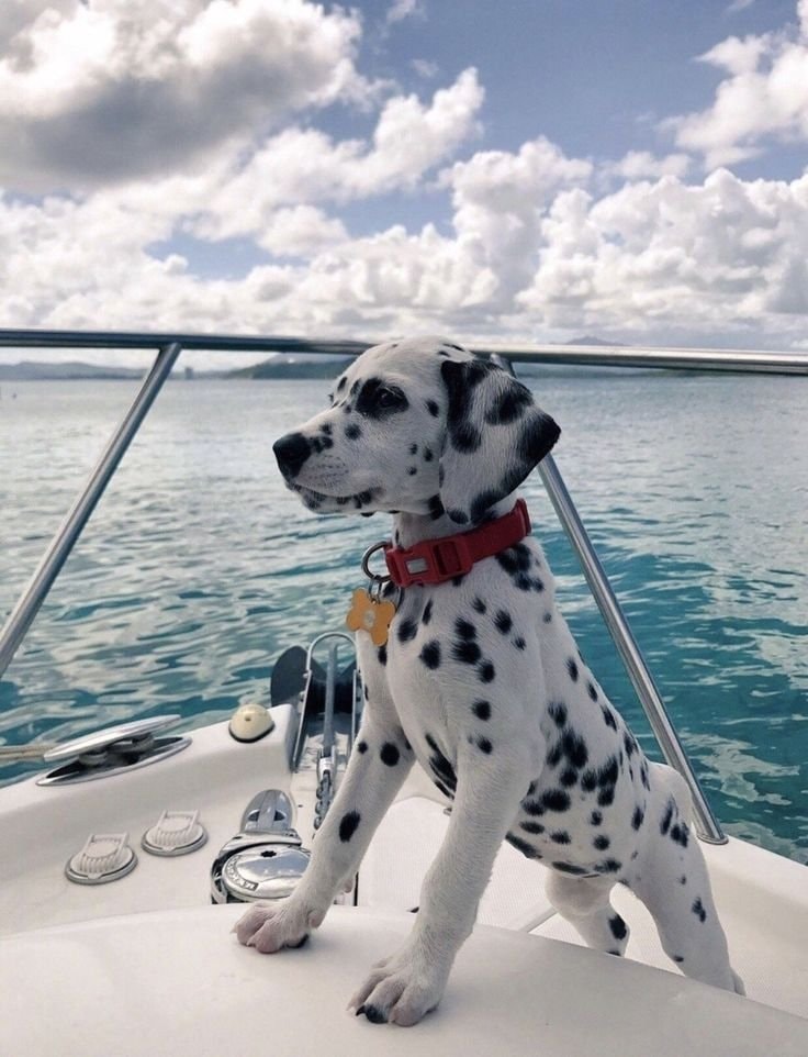 Dalmatian puppy on a boat