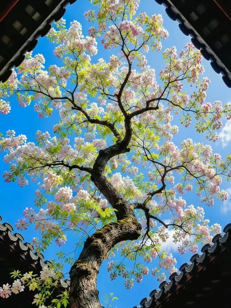 Purple blossoms against blue sky (photo 2 of 4)