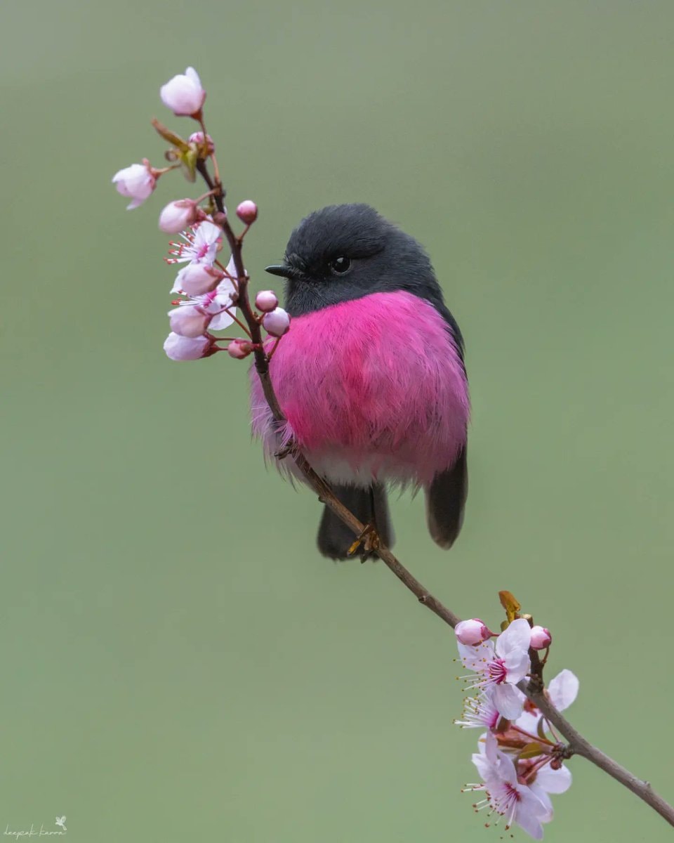 small bird with pink chest (photo 2 of 2)