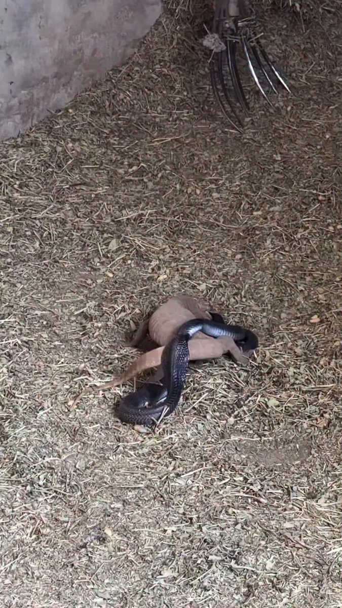 black cobra and tan animal