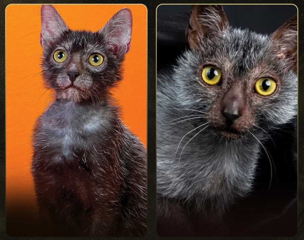 Lykoi cat werewolf look explained