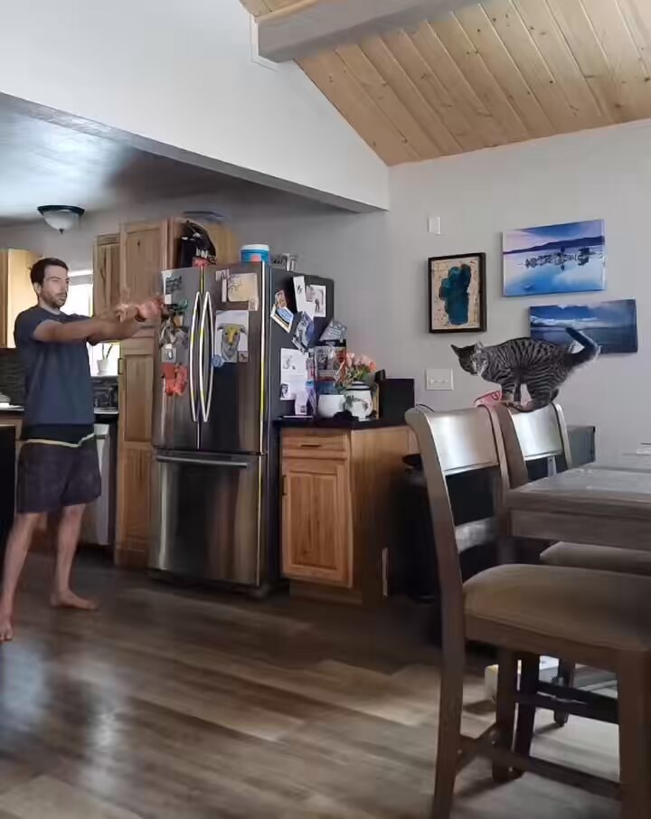 cat leaps into owner's arms for hug