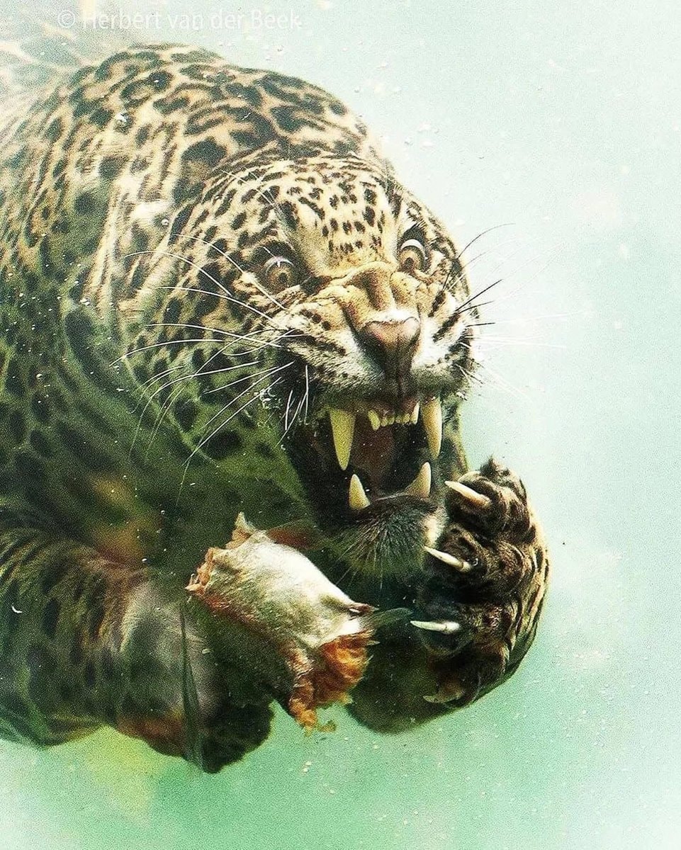 Herbert van der Beek jaguar underwater (photo 1 of 2)