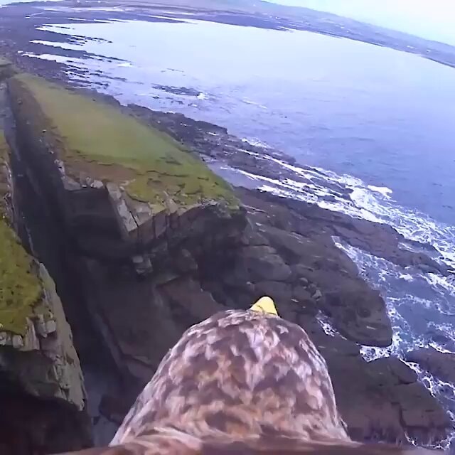 Eagle perched on cliff