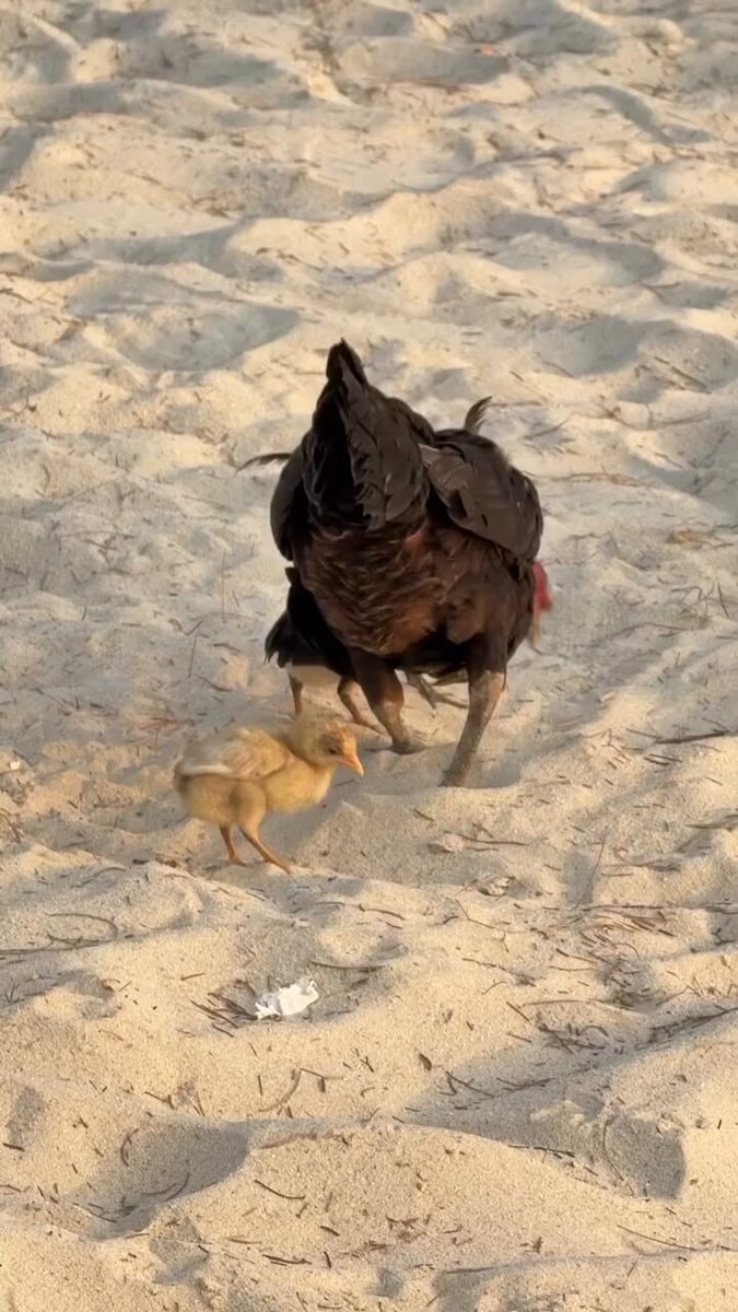chaotic mom hen and chick