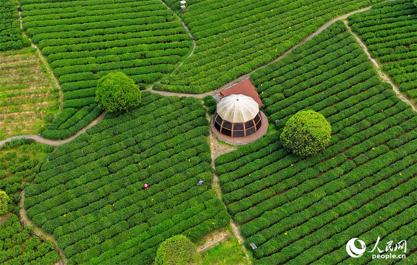 Tea farmers harvesting Gougunao green tea in Jiangxi (photo 2 of 4)