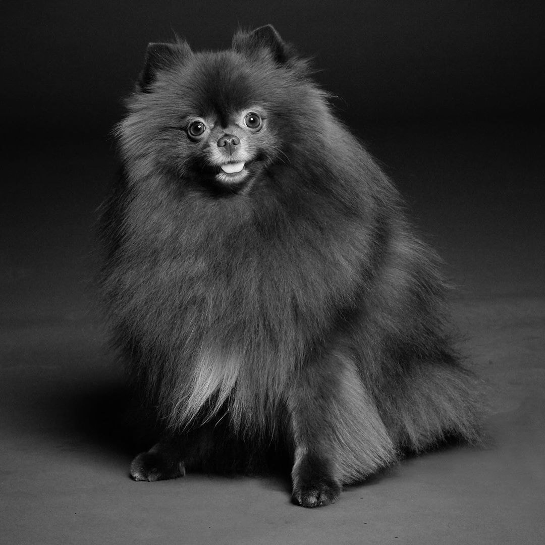 Dogue magazine cover dog (photo 2 of 2)