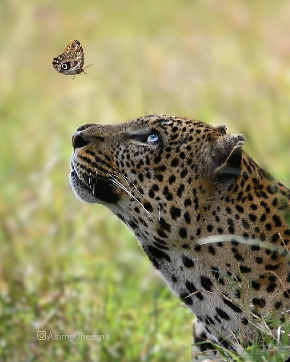 Leopard admiring a butterfly