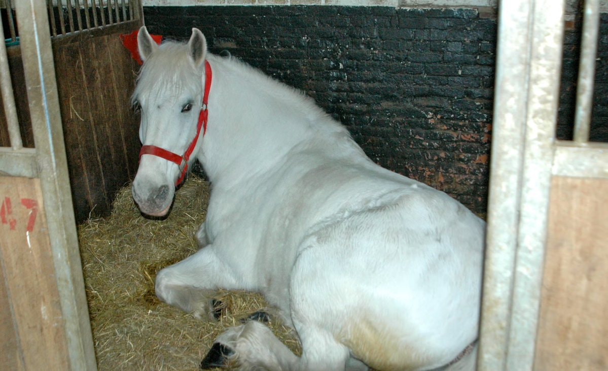 Horses in an apartment building (photo 4 of 4)