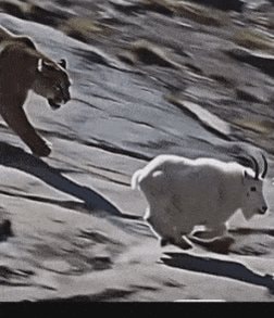 Pedro Neto taking on opponents GIF