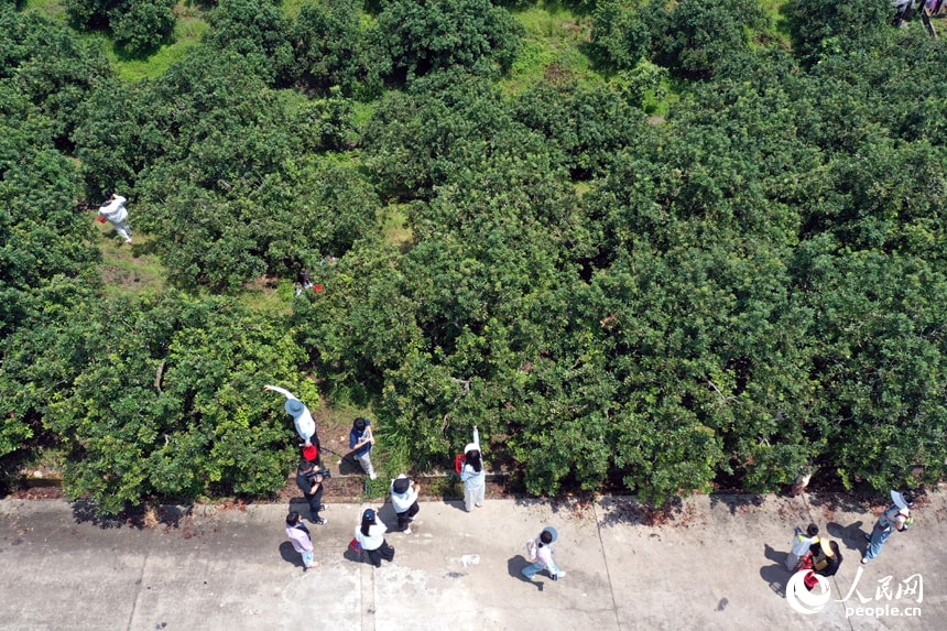 Jiangxi Bayberry Picking Festival 2026 (photo 2 of 4)