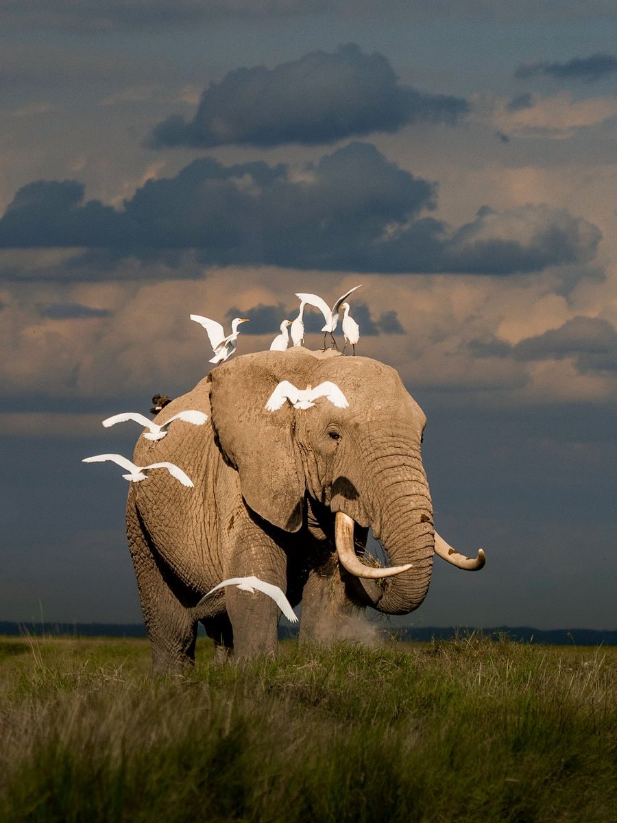 elephant with white birds perched and flying
