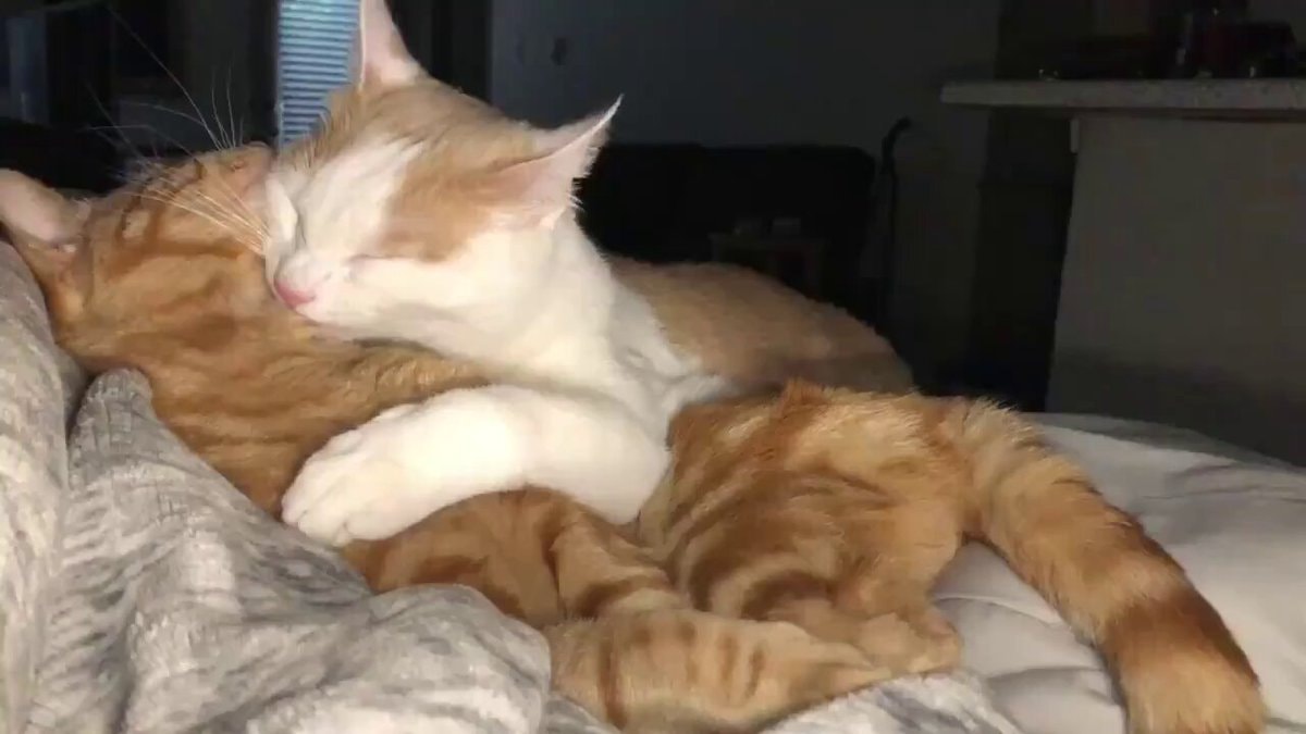 cats cuddling on bed