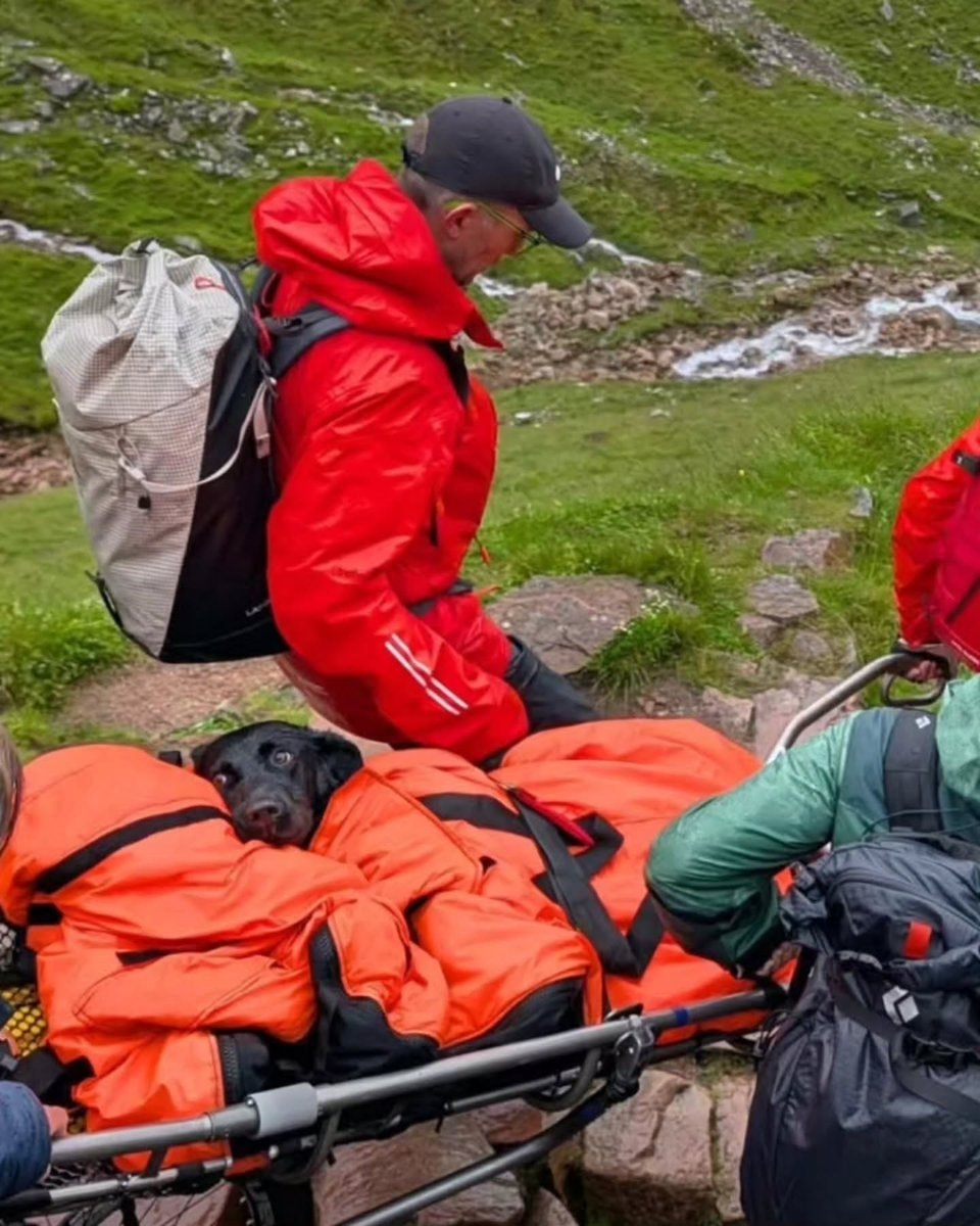 Labrador rescue on UK mountain Labrador rescue on UK mountain