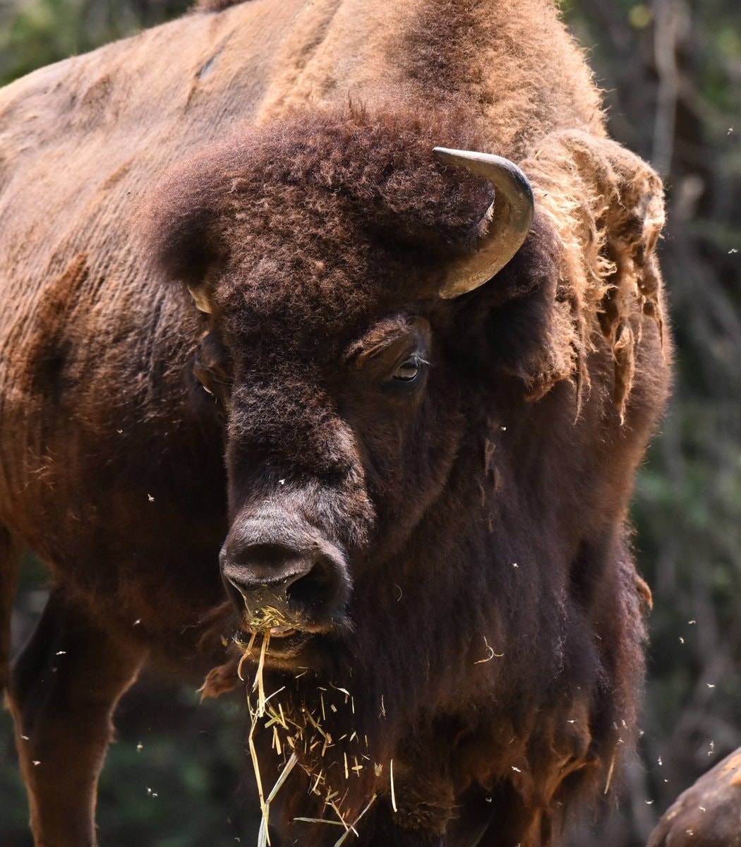 Bison return to the Chihuahuan Desert