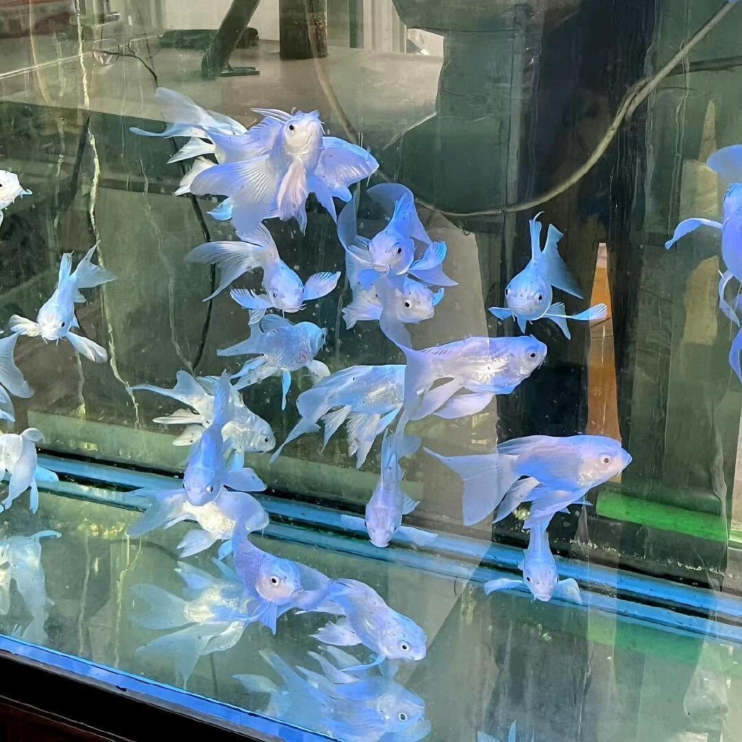 Pale blue fish aquarium 🪼 (photo 1 of 4)