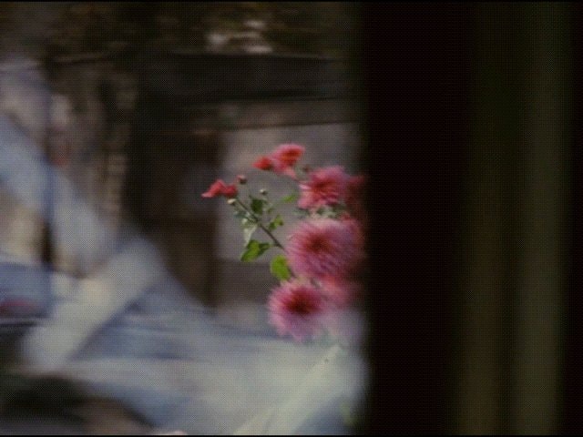 pink flowers loop