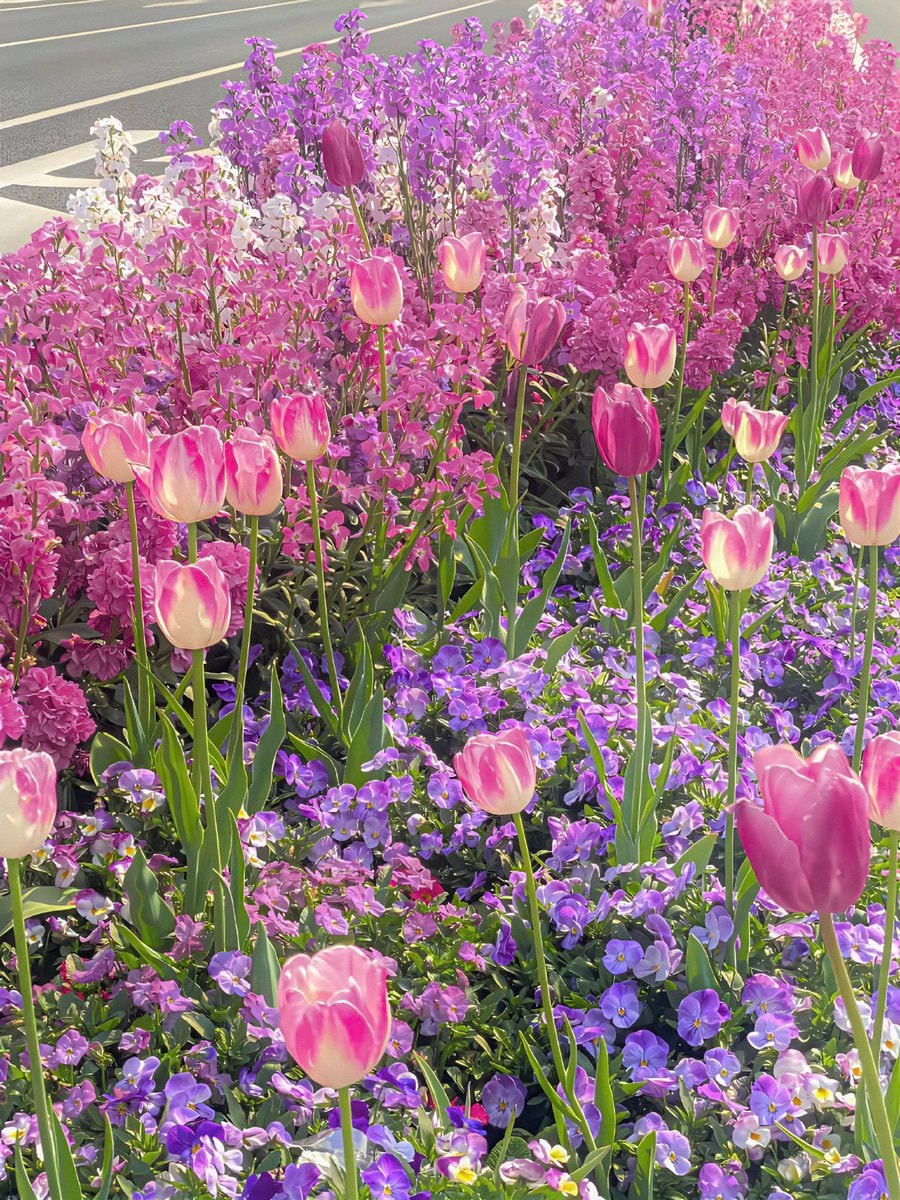 Pink and purple flowers in a bowl (photo 2 of 2)