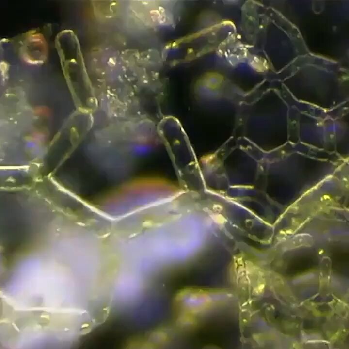 Tardigrade walking through algae
