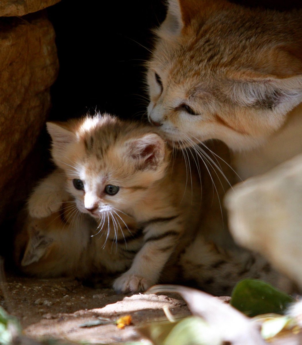 Rotem the rare sand cat and her kittens (photo 4 of 4)