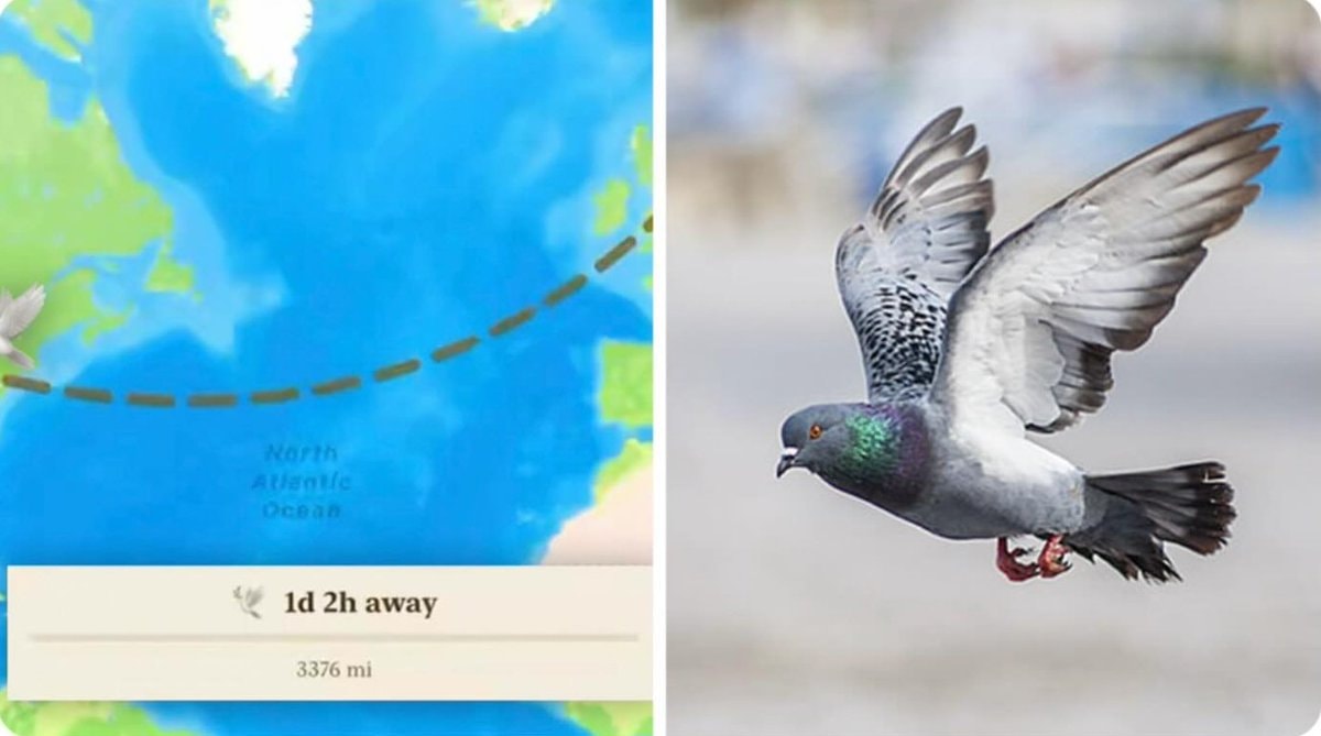 Messenger app virtual pigeon