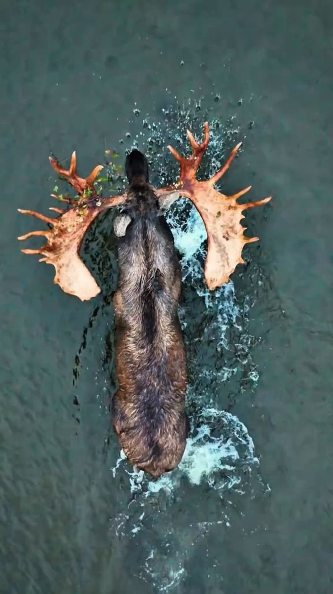moose swimming in water
