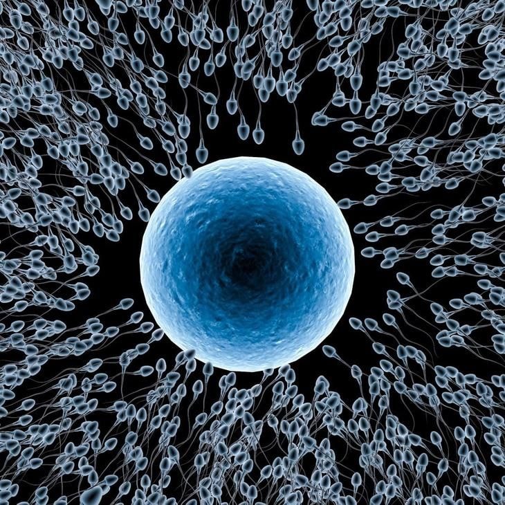 egg selection over sperm race (photo 2 of 2)