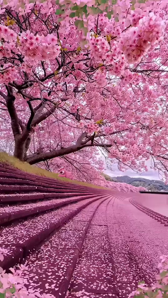 Cherry Blossom Japan