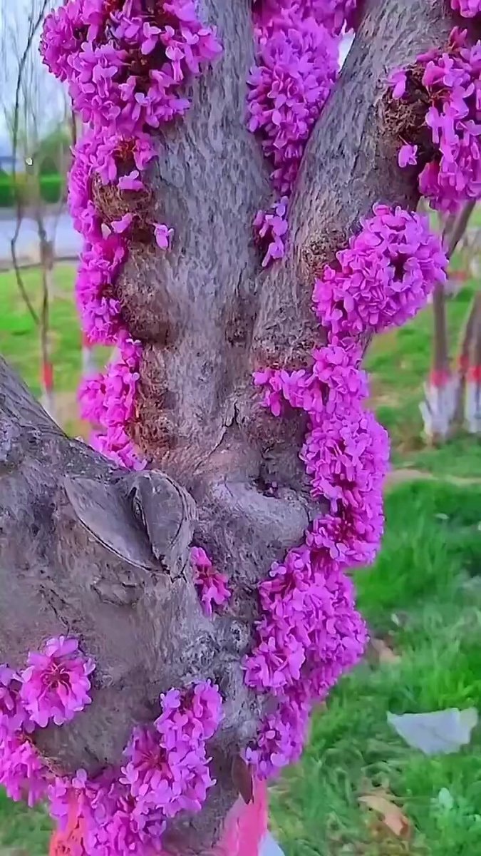 Cercis tree flowers on trunk
