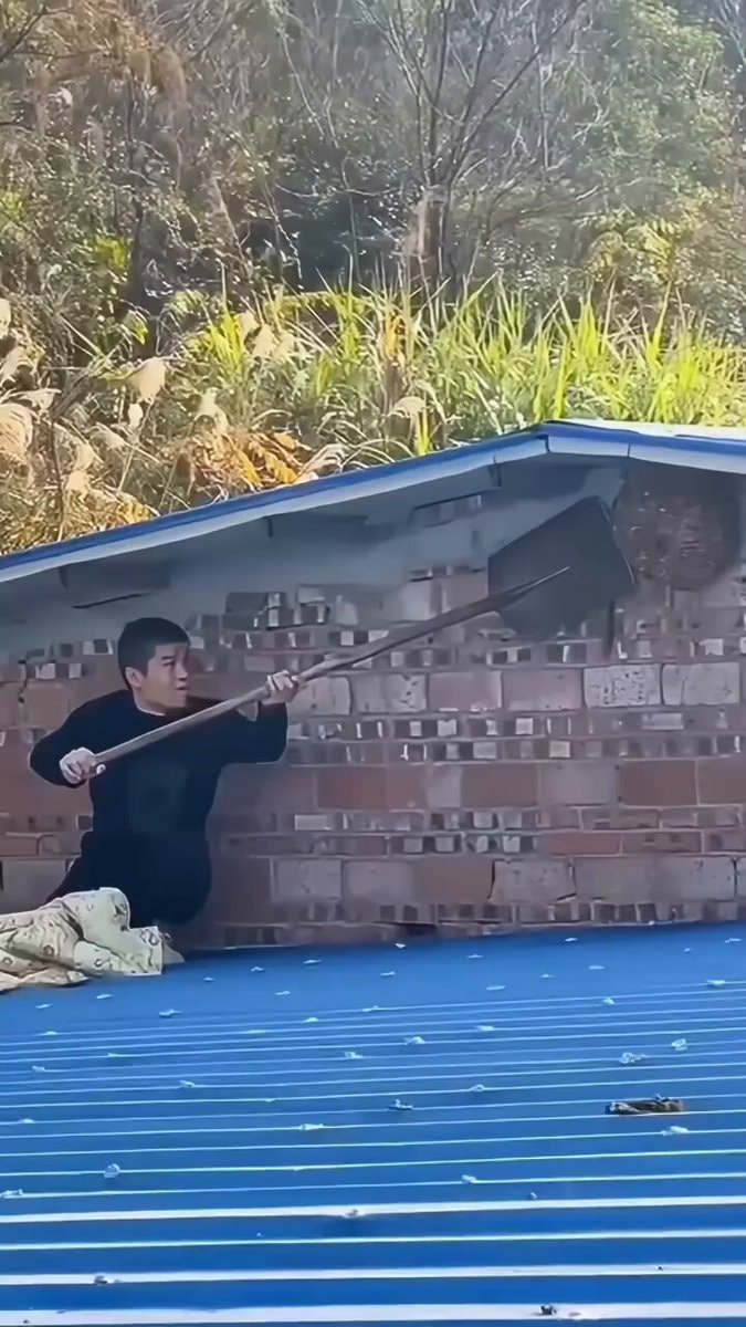 bee removal compilation