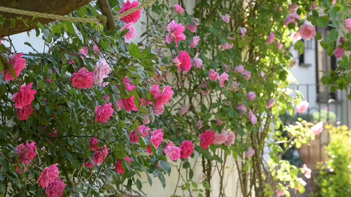 Fairytale garden pink roses