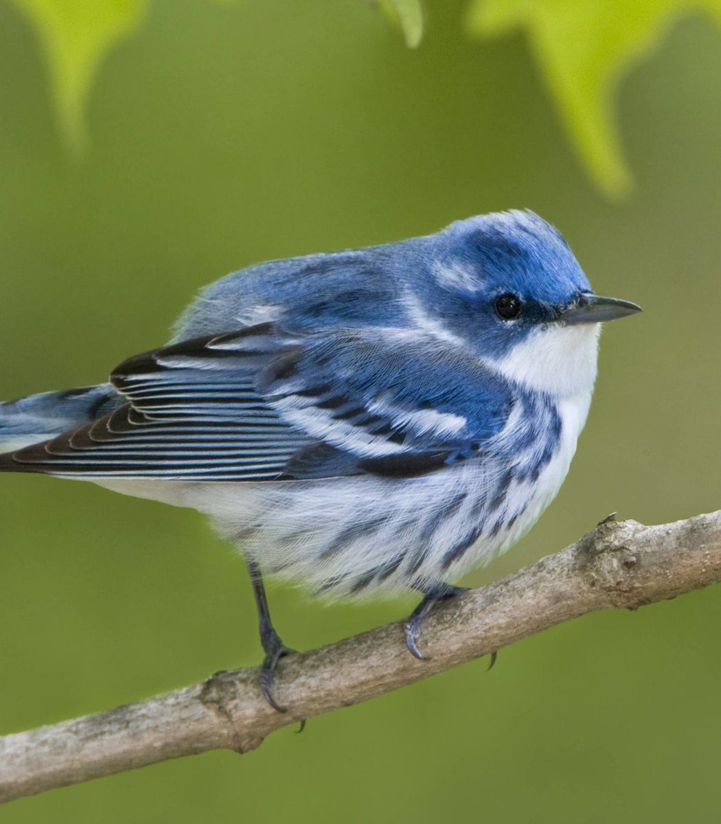 Cerulean Warbler on branch