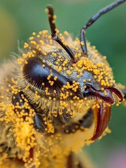 Bee covered in yellow pollen