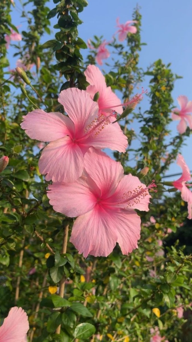 pink hibiscus flower close-up (photo 2 of 2)
