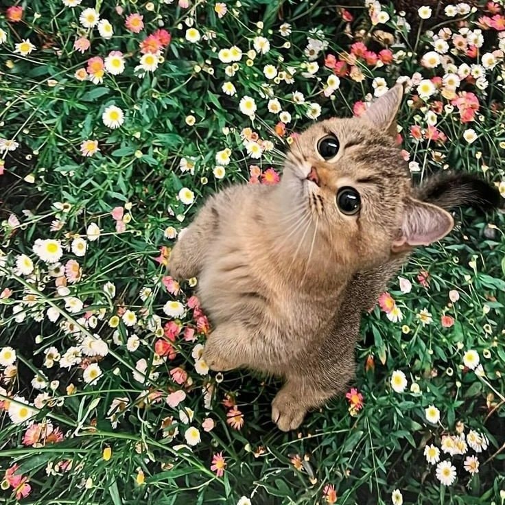 Cat in flowers (photo 2 of 4)