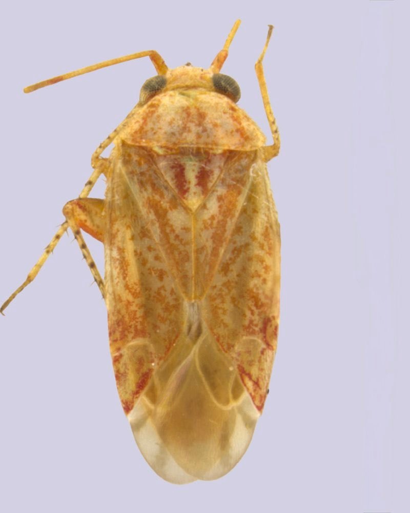 Swiftiephylus insect named after Taylor Swift (photo 2 of 2) Swiftiephylus insect named after Taylor Swift (photo 2 of 2)