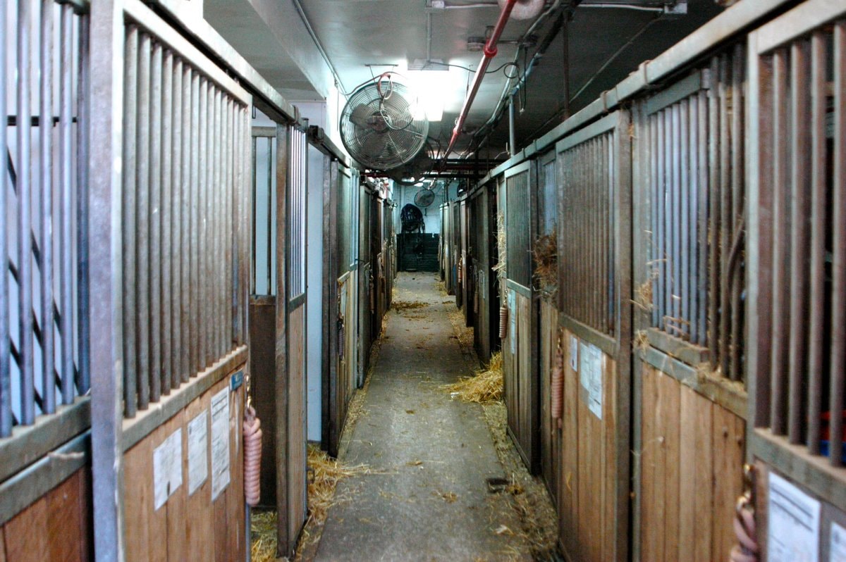 Horses in an apartment building (photo 2 of 4)