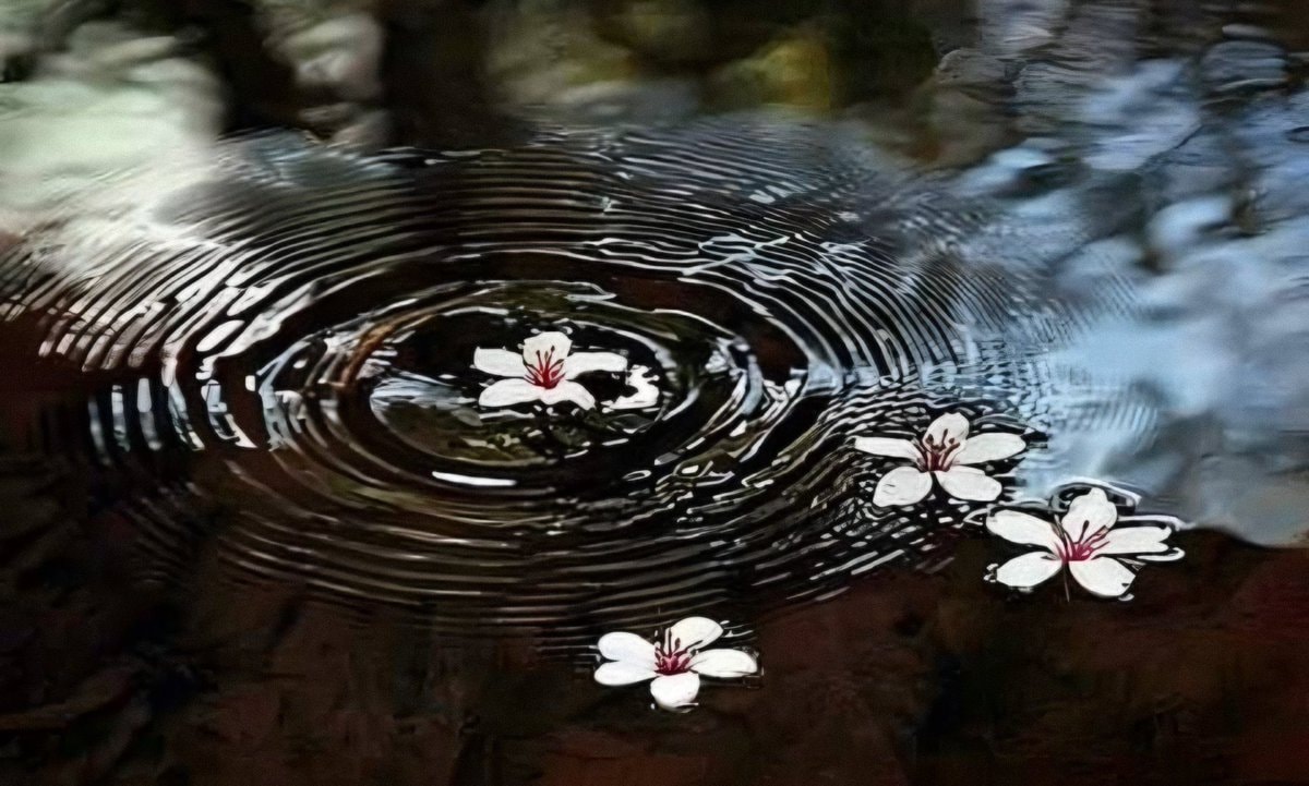 cherry blossoms on water (photo 2 of 4)