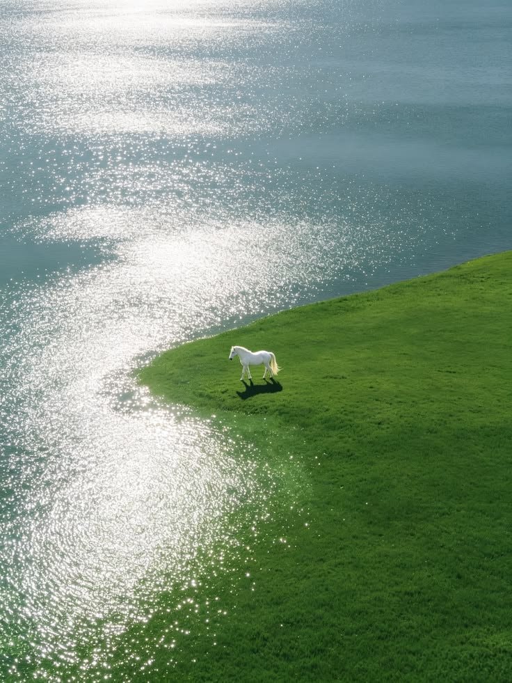 white horse on green hill by lake (photo 2 of 2)