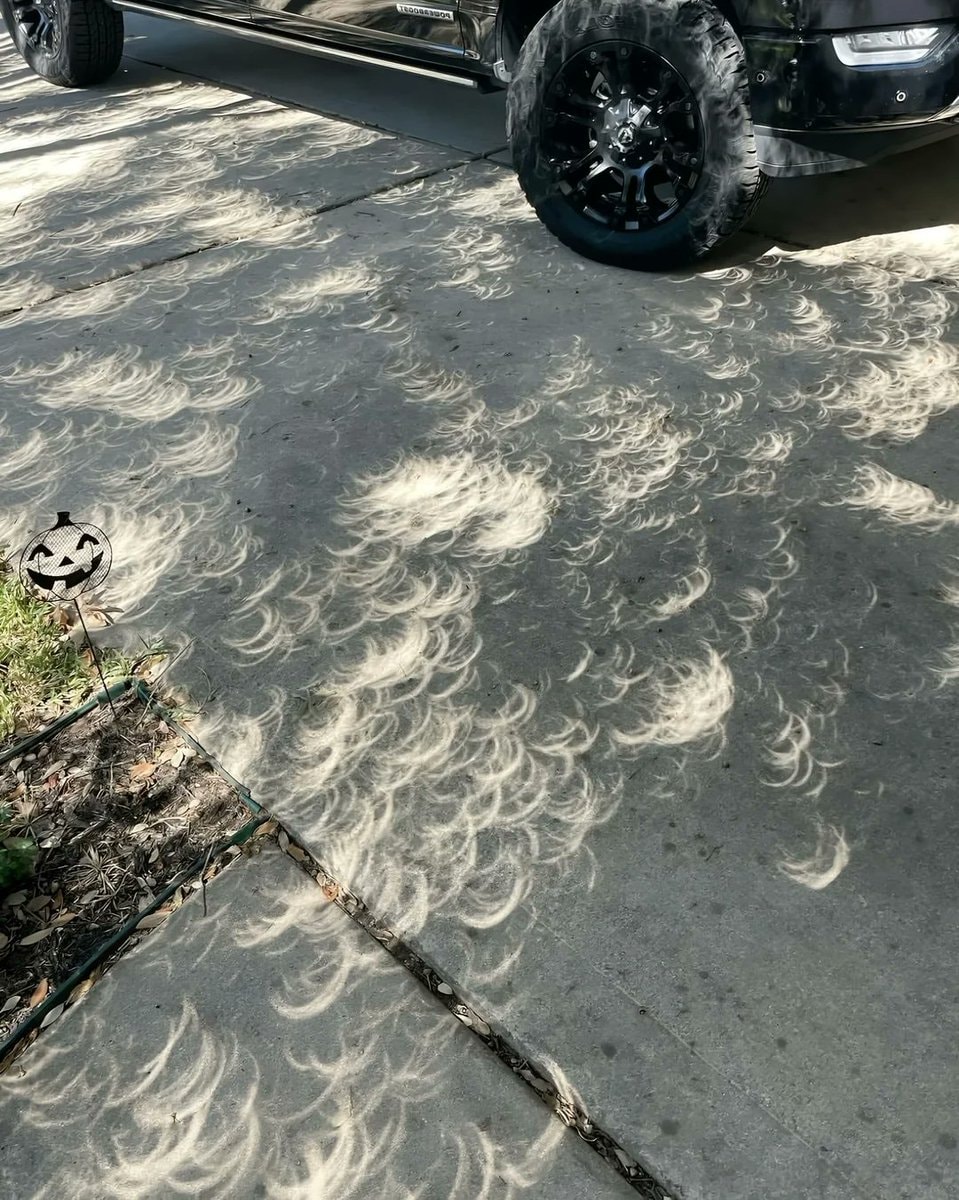 Crescent shadows during an eclipse (photo 2 of 4)
