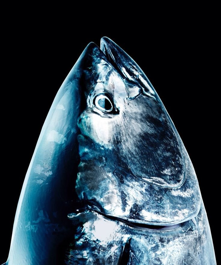 dark tuna close-up