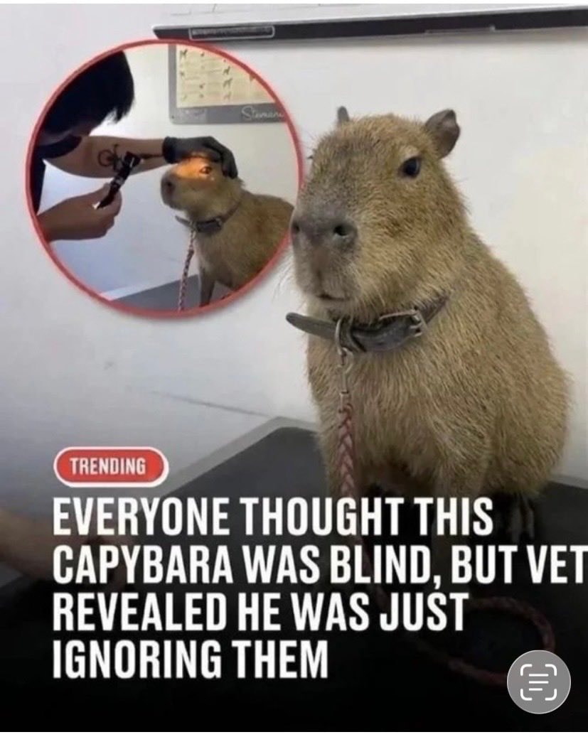 Capybara ignoring vet exam Capybara ignoring vet exam