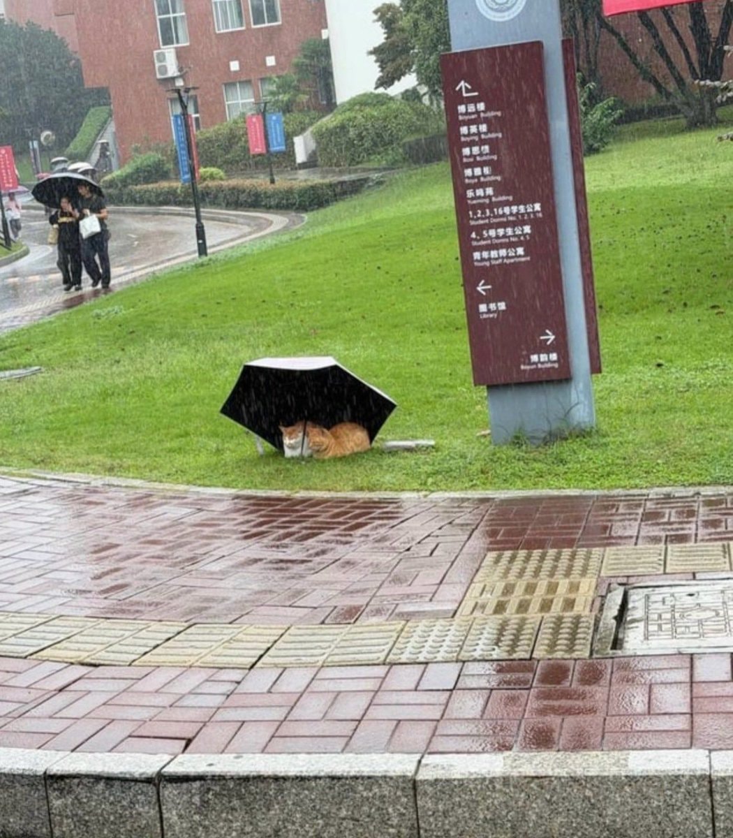 Two cats under umbrella in Nanjing storm