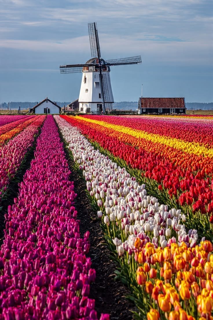Holland landscape (photo 4 of 4) Holland landscape (photo 4 of 4)