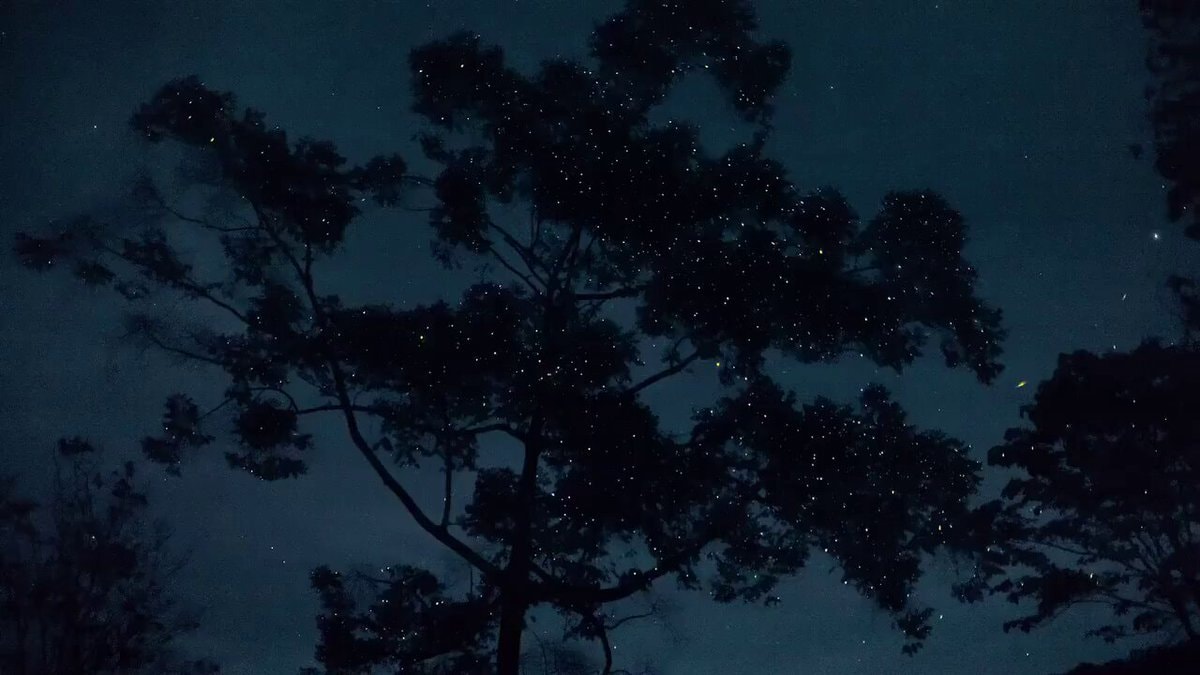 Fireflies like stars in the night